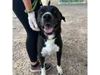 Adopt Forest a Black Labrador Retriever / Mixed dog in El Paso, TX (38754892)