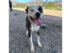 Adopt Negan a White Pit Bull Terrier / Mixed dog in El Paso, TX (38876745)