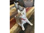 Adopt Ravioli a Spotted Tabby/Leopard Spotted Domestic Shorthair / Mixed cat in