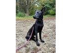 Adopt Vinnie a Black Shepherd (Unknown Type) / Mixed Breed (Medium) dog in