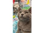 Adopt Bluebell a Domestic Shorthair / Mixed (short coat) cat in Alpharetta