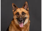 Adopt Ace a Black German Shepherd Dog / Mixed dog in Palm Springs, CA (38771823)