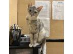 Adopt Olivia a Tortoiseshell Domestic Shorthair / Mixed cat in Houston
