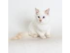 Adopt Kookaburra a White Domestic Mediumhair / Mixed (long coat) cat in Redding