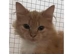 Adopt Vanessa a Orange or Red Domestic Mediumhair / Mixed cat in Cumming