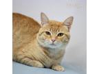 Adopt Hugz a Orange or Red Domestic Shorthair / Mixed cat in Madisonville