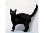 Adopt Elvira a All Black Domestic Shorthair / Mixed cat in Madisonville