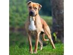 Adopt Rockie a Brown/Chocolate American Pit Bull Terrier / Mixed dog in