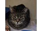 Adopt Gladys a Gray or Blue Domestic Shorthair / Mixed cat in Easton