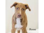 Adopt Reese a Tan/Yellow/Fawn Mixed Breed (Small) / Mixed dog in Cartersville