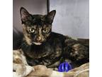 Adopt Confetti a Tortoiseshell Domestic Shorthair / Mixed cat in Austin