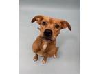 Adopt Summer a Red/Golden/Orange/Chestnut Labrador Retriever / Mixed dog in