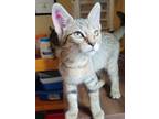 Adopt Bea a Brown Tabby Domestic Shorthair (short coat) cat in Logan