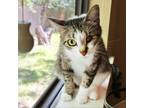 Adopt Peekaboo Pirate a Brown or Chocolate Domestic Shorthair / Mixed cat in
