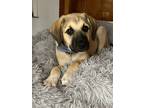 Adopt Rocky a Tan/Yellow/Fawn - with Black Shepherd (Unknown Type) / Mixed dog