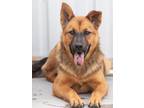 Adopt Lake Ripple a Shepherd (Unknown Type) / Australian Cattle Dog / Mixed dog