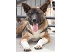 Adopt Wade Ripple a Akita / Shepherd (Unknown Type) / Mixed dog in Fort Lupton