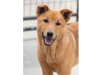 Adopt Cinder a Shepherd (Unknown Type) / Australian Cattle Dog / Mixed dog in