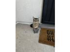 Adopt Scar a Brown Tabby Domestic Mediumhair / Mixed (medium coat) cat in El