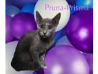 Adopt Prisma a Domestic Shorthair cat in Paris, TX (38910645)