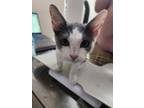 Adopt Saul a Domestic Shorthair cat in Paris, TX (38910643)