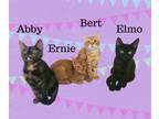 Adopt Ernie a Domestic Shorthair cat in Paris, TX (38910641)
