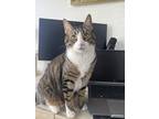 Adopt Gizmo a Spotted Tabby/Leopard Spotted Tabby / Mixed cat in West Hollywood