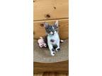 Adopt PIPPY a Gray or Blue (Mostly) Domestic Shorthair (short coat) cat in San