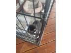 Adopt Missy a Black & White or Tuxedo American Shorthair cat in Elkton