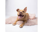 Adopt Princess XVI 63 a Tan/Yellow/Fawn American Pit Bull Terrier / Mixed dog in
