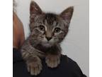 Adopt Wing a Gray or Blue Domestic Shorthair / Mixed cat in Sedalia
