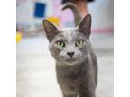 Adopt Yang a Gray or Blue Domestic Shorthair / Mixed cat in Jefferson City