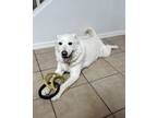 Adopt Khaleesi a White Husky / German Shepherd Dog / Mixed dog in Las Cruces