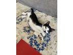 Adopt Bigote a Black & White or Tuxedo American Shorthair / Mixed (short coat)