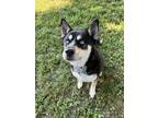 Adopt Jasper a Black - with Tan, Yellow or Fawn Husky / Mixed dog in Wichita