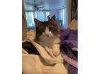 Adopt Mr. Cuddles a Brown Tabby Domestic Longhair / Mixed (long coat) cat in