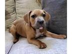 Adopt Phebe a Tan/Yellow/Fawn Staffordshire Bull Terrier / Boxer / Mixed dog in