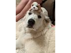Adopt Zena a White Great Pyrenees dog in Washington, IL (38852127)