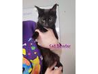 Adopt Cat Benatar a All Black Domestic Shorthair / Mixed cat in Bolivar