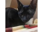Adopt Castiel a All Black Domestic Shorthair / Mixed cat in San Antonio