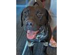 Adopt BLACKIE a Black Labrador Retriever / American Pit Bull Terrier / Mixed dog