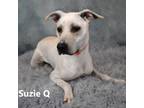 Adopt Suzie Q a White - with Tan, Yellow or Fawn Mixed Breed (Medium) / Mixed