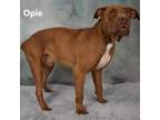 Adopt Opie a Brown/Chocolate Pit Bull Terrier / Mixed dog in Yuma, AZ (38818866)
