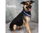 Adopt Sandy a Black German Shepherd Dog / Mixed dog in Yuma, AZ (38929942)