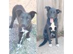 Adopt Ivy a Black - with White Labrador Retriever / Mixed dog in Council Bluffs