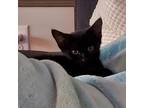 Adopt Tayrona a All Black Domestic Shorthair / Mixed cat in Chattanooga