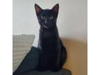 Adopt Leticia a All Black Domestic Shorthair / Mixed cat in Chattanooga