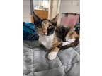 Adopt Experity a White Domestic Shorthair / Domestic Shorthair / Mixed cat in