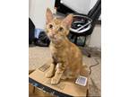 Adopt Motrin a Orange or Red Domestic Longhair / Domestic Shorthair / Mixed cat