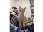 Adopt Zofran a Tan or Fawn Domestic Shorthair / Domestic Shorthair / Mixed cat